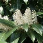 Prunus laurocerasus 'Novita'